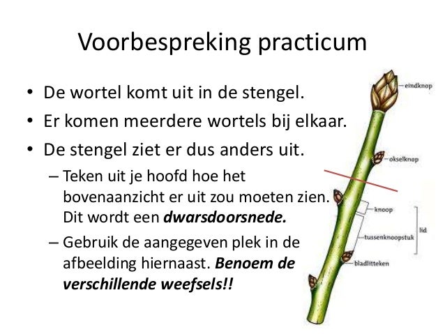Thema planten bs3