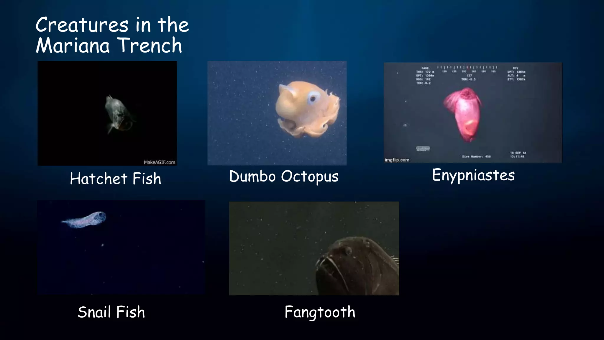 The Mariana Trench PPTX The Mariana Trench PPTX