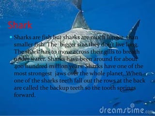 Shark
 Sharks are fish but sharks are much longer than
  smaller fish. The bigger size they don’t live long.
  The shark has to move across their gills to breath
  under water. Sharks have been around for about
 400 hundred million years. Sharks have one of the
 most strongest jaws over the whole planet. When
 one of the sharks teeth fall out the rows at the back
 are called the backup teeth so the tooth springs
 forward.
 