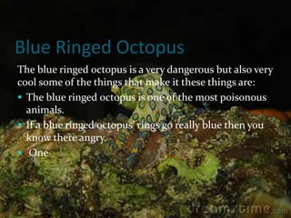 Blue Ringed Octopus
The blue ringed octopus is a very dangerous but also very
cool some of the things that make it these things are:
 The blue ringed octopus is one of the most poisonous
  animals.
 If a blue ringed octopus’ rings go really blue then you
  know there angry.
 One
 