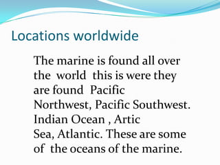 Locations worldwide
   The marine is found all over
   the world this is were they
   are found Pacific
   Northwest, Pacific Southwest.
   Indian Ocean , Artic
   Sea, Atlantic. These are some
   of the oceans of the marine.
 