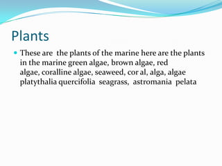 Plants
 These are the plants of the marine here are the plants
 in the marine green algae, brown algae, red
 algae, coralline algae, seaweed, cor al, alga, algae
 platythalia quercifolia seagrass, astromania pelata
 