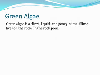 Green Algae
Green algae is a slimy liquid and gooey slime. Slime
lives on the rocks in the rock pool.
 