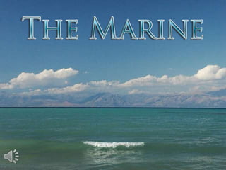 The marine (v.m.)