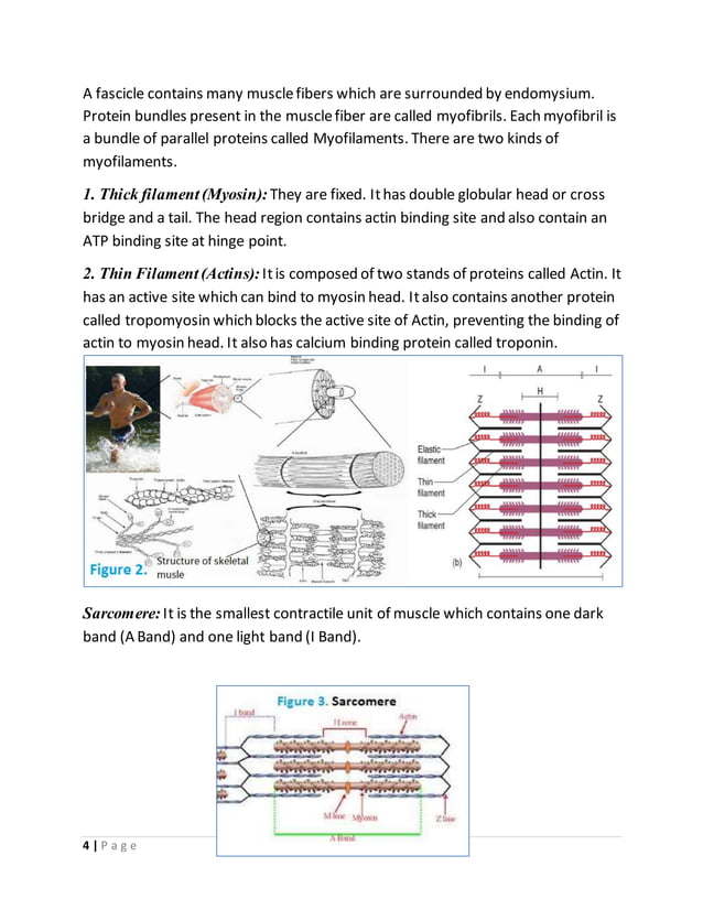The mascular system | PDF