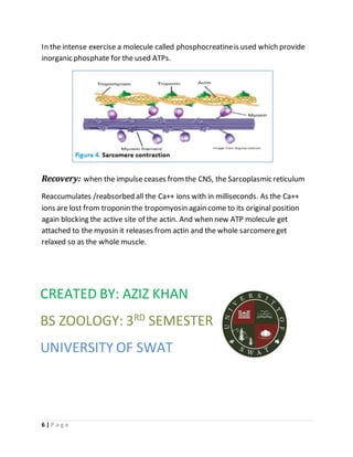 6 | P a g e
In the intense exercise a molecule called phosphocreatineis used which provide
inorganic phosphate for the used ATPs.
Recovery: when the impulse ceases fromthe CNS, the Sarcoplasmic reticulum
Reaccumulates /reabsorbed all the Ca++ ions with in milliseconds. As the Ca++
ions are lost from troponin the tropomyosin again come to its original position
again blocking the active site of the actin. And when new ATP molecule get
attached to the myosin it releases from actin and the whole sarcomereget
relaxed so as the whole muscle.
CREATED BY: AZIZ KHAN
BS ZOOLOGY: 3RD SEMESTER
UNIVERSITY OF SWAT
 