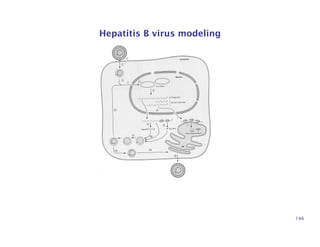 Hepatitis B virus modeling
146
 