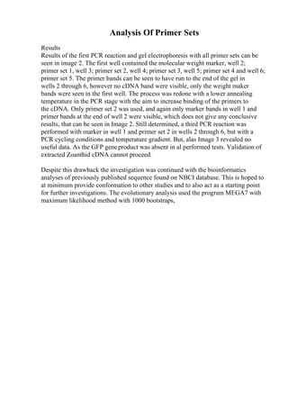 Analysis Of Primer Sets
Results
Results of the first PCR reaction and gel electrophoresis with all primer sets can be
seen in image 2. The first well contained the molecular weight marker, well 2;
primer set 1, well 3; primer set 2, well 4; primer set 3, well 5; primer set 4 and well 6;
primer set 5. The primer bands can be seen to have run to the end of the gel in
wells 2 through 6, however no cDNA band were visible, only the weight maker
bands were seen in the first well. The process was redone with a lower annealing
temperature in the PCR stage with the aim to increase binding of the primers to
the cDNA. Only primer set 2 was used, and again only marker bands in well 1 and
primer bands at the end of well 2 were visible, which does not give any conclusive
results, that can be seen in Image 2. Still determined, a third PCR reaction was
performed with marker in well 1 and primer set 2 in wells 2 through 6, but with a
PCR cycling conditions and temperature gradient. But, alas Image 3 revealed no
useful data. As the GFP geneproduct was absent in al performed tests. Validation of
extracted Zoanthid cDNA cannot proceed.
Despite this drawback the investigation was continued with the bioinformatics
analyses of previously published sequence found on NBCI database. This is hoped to
at minimum provide conformation to other studies and to also act as a starting point
for further investigations. The evolutionary analysis used the program MEGA7 with
maximum likelihood method with 1000 bootstraps,
 