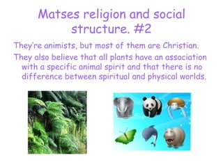 Matses religion and social structure. #2 They’re animists, but most of them are Christian. They also believe that all plants have an association with a specific animal spirit and that there is no difference between spiritual and physical worlds. 