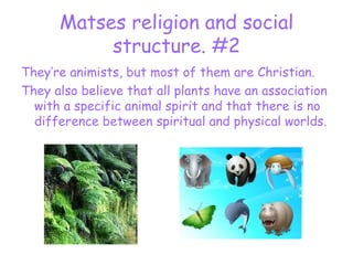Matses religion and social structure. #2 ,[object Object],[object Object]