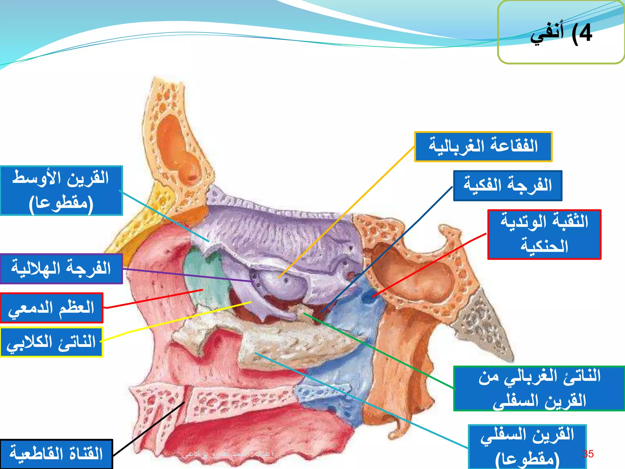 The Maxilla - Anatomy تشريح عظم الفك العلوي | PPTX
