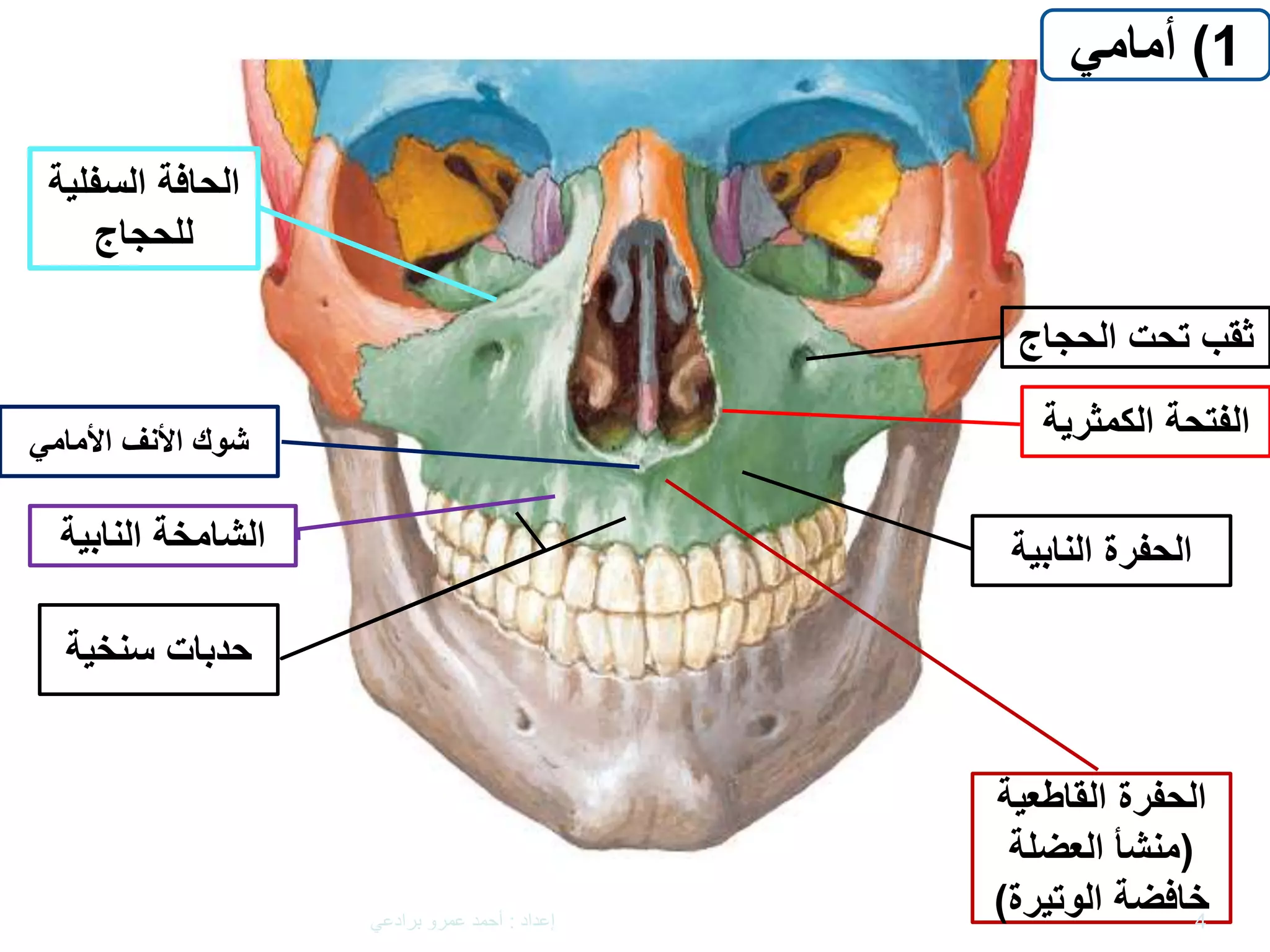 The Maxilla - Anatomy تشريح عظم الفك العلوي | PPTX