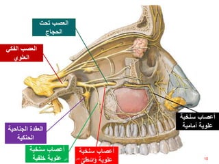 ‫الجناحي‬ ‫العقدة‬‫ة‬
‫الحنكية‬
‫أعصاب‬‫سنخية‬
‫خلفية‬ ‫علوية‬
‫أعصاب‬‫سنخية‬
‫أمامية‬ ‫علوية‬
‫أعصاب‬‫سنخية‬
‫وسطى‬ ‫علوية‬
‫تحت‬ ‫العصب‬
‫الحجاج‬
10
‫الفكي‬ ‫العصب‬
‫العلوي‬
‫إعداد‬:‫برادعي‬ ‫عمرو‬ ‫أحمد‬
 