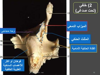 ‫الحنكي‬ ‫المثلث‬
‫أكثر‬ ‫أو‬ ‫فوهتان‬
‫لألعصاب‬‫السنخي‬‫ة‬
‫الخلفية‬ ‫العلوية‬
‫الميزاب‬‫الدمعي‬
‫حجاجي‬ ‫وجه‬
2)‫خلفي‬
(‫صدغي‬ ‫تحت‬)
‫األمامي‬ ‫الحنكية‬ ‫القناة‬‫ة‬
11‫إعداد‬:‫برادعي‬ ‫عمرو‬ ‫أحمد‬
 
