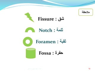 12
‫شق‬:Fissure
‫ثلمة‬:Notch
‫ثقبة‬:Foramen
‫حفرة‬:Fossa
‫مالحظة‬
‫إعداد‬:‫برادعي‬ ‫عمرو‬ ‫أحمد‬
 