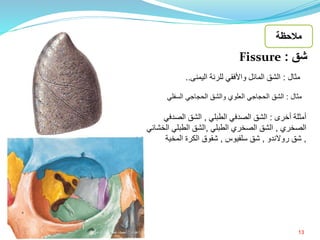 13
‫شق‬:Fissure
‫مثال‬:‫السفلي‬ ‫الحجاجي‬ ‫والشق‬ ‫العلوي‬ ‫الحجاجي‬ ‫الشق‬
‫مثال‬:‫اليمنى‬ ‫للرئة‬ ‫واألفقي‬ ‫المائل‬ ‫الشق‬..
‫أخرى‬ ‫أمثلة‬:‫الطبلي‬ ‫الصدفي‬ ‫الشق‬,‫الصدف‬ ‫الشق‬‫ي‬
‫الصخري‬,‫الطبلي‬ ‫الصخري‬ ‫الشق‬,‫ال‬ ‫الطبلي‬ ‫الشق‬‫خشائي‬
,‫روالندو‬ ‫شق‬,‫سلفيوس‬ ‫شق‬,‫المخية‬ ‫الكرة‬ ‫شقوق‬
‫مالحظة‬
‫إعداد‬:‫برادعي‬ ‫عمرو‬ ‫أحمد‬
 