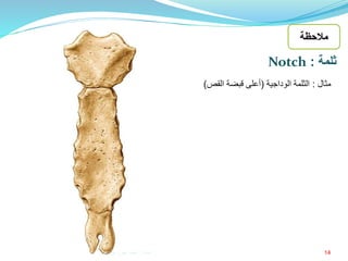 14
‫مثال‬:‫الوداجية‬ ‫الثلمة‬(‫القص‬ ‫قبضة‬ ‫أعلى‬)
‫ثلمة‬:Notch
‫مالحظة‬
‫إعداد‬:‫برادعي‬ ‫عمرو‬ ‫أحمد‬
 