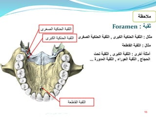 16
‫ثقبة‬:Foramen
‫مثال‬:‫الكبرى‬ ‫الحنكية‬ ‫الثقبة‬,‫ا‬ ‫الحنكية‬ ‫الثقبة‬‫لصغرى‬
‫أخرى‬ ‫أمثلة‬:‫الكبرى‬ ‫الثقبة‬,‫تحت‬ ‫الثقبة‬
‫الحجاج‬,‫العوراء‬ ‫الثقبة‬,‫المدورة‬ ‫الثقبة‬...
‫مثال‬:‫القاطعة‬ ‫الثقبة‬
‫الثقبة‬‫الص‬ ‫الحنكية‬‫غرى‬
‫الثقبة‬‫الك‬ ‫الحنكية‬‫برى‬
‫الثقبة‬‫القاطعة‬
‫مالحظة‬
‫إعداد‬:‫برادعي‬ ‫عمرو‬ ‫أحمد‬
 
