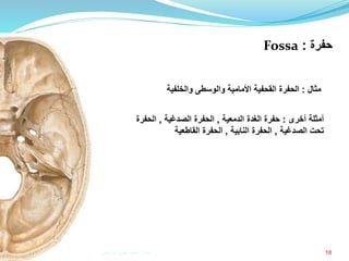 18
‫أخرى‬ ‫أمثلة‬:‫الدمعية‬ ‫الغدة‬ ‫حفرة‬,‫الصدغية‬ ‫الحفرة‬,‫الحفرة‬
‫الصدغية‬ ‫تحت‬,‫النابية‬ ‫الحفرة‬,‫القاطعية‬ ‫الحفرة‬
‫مثال‬:‫والخلفية‬ ‫والوسطى‬ ‫األمامية‬ ‫القحفية‬ ‫الحفرة‬
‫حفرة‬:Fossa
‫إعداد‬:‫برادعي‬ ‫عمرو‬ ‫أحمد‬
 