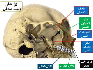 ‫الشق‬
‫الحجاجي‬
‫السفلي‬
‫الشق‬
‫الجناحي‬
‫الفكي‬
‫الثقبة‬‫تحت‬
‫الحجاج‬
‫الثقبة‬‫القاط‬‫عة‬
‫األنف‬ ‫شوك‬
‫األمامي‬‫الحنك‬ ‫الناتئ‬‫ي‬ 21
‫العرف‬
‫الصدغي‬
2)‫خلفي‬
(‫صدغي‬ ‫تحت‬)
 