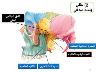 ‫الحنك‬ ‫الجناحية‬ ‫الحفرة‬‫ية‬
‫الثقبة‬‫الحن‬ ‫الوتدية‬‫كية‬
‫العلوي‬ ‫الفك‬ ‫حدبة‬‫الثقب‬‫السنخي‬‫ة‬
‫الجناحي‬ ‫الشق‬
‫الفكي‬
22
2)‫خلفي‬
(‫صدغي‬ ‫تحت‬)
‫إعداد‬:‫برادعي‬ ‫عمرو‬ ‫أحمد‬
 
