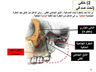 ‫الناتئ‬‫العذاري‬
(‫مقطوعا‬)
‫الجناحي‬ ‫الحفرة‬‫ة‬
‫الحنكية‬
‫الجناحي‬ ‫الشق‬
‫الفكي‬
23
‫تحت‬ ‫الحفرة‬
‫الصدغية‬
2)‫خلفي‬
(‫صدغي‬ ‫تحت‬)
‫الصدغية‬ ‫تحت‬ ‫بالحفرة‬ ‫نجد‬ ‫أننا‬ ‫أي‬:‫الفكي‬ ‫الجناحي‬ ‫الشق‬..‫الحفر‬ ‫نجد‬ ‫الشق‬ ‫من‬ ‫الداخل‬ ‫وإلى‬‫ة‬
‫الجناحية‬‫الحنكية‬..‫نجد‬ ‫الحفرة‬ ‫من‬ ‫الداخل‬ ‫إلى‬ ‫و‬‫الثقبة‬‫الوتدية‬‫الحنكية‬.
‫إعداد‬:‫برادعي‬ ‫عمرو‬ ‫أحمد‬
 