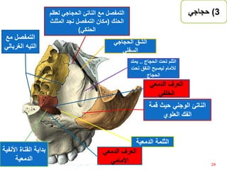 ‫الحجاج‬ ‫تحت‬ ‫الثلم‬..‫يم‬‫تد‬
‫لألمام‬‫ت‬ ‫النفق‬ ‫ليصبح‬‫حت‬
‫الحجاج‬
‫الشق‬‫الحجاجي‬
‫السفلي‬
3)‫حجاجي‬‫التمفصل‬‫الناتئ‬ ‫مع‬‫الحجاجي‬‫لعظ‬‫م‬
‫الحنك‬(‫المثلث‬ ‫نجد‬ ‫التمفصل‬ ‫مكان‬
‫الحنكي‬)
‫األن‬ ‫القناة‬ ‫بداية‬‫فية‬
‫الدمعية‬
‫الثلمة‬‫الدمعية‬
‫الناتئ‬‫الوجني‬‫قمة‬ ‫حيث‬
‫العلوي‬ ‫الفك‬
‫التمفصل‬‫مع‬
‫الغربالي‬
‫التمفصل‬‫مع‬
‫التيه‬‫الغرب‬‫الي‬
‫الدمعي‬ ‫العرف‬
‫األمامي‬ 24
‫الدمعي‬ ‫العرف‬
‫الخلفي‬
‫إعداد‬:‫برادعي‬ ‫عمرو‬ ‫أحمد‬
 