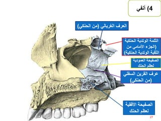 4)‫أنفي‬
‫الثلمة‬‫الحنك‬ ‫الوتدية‬‫ية‬
(‫من‬ ‫األمامي‬ ‫الجزء‬
‫الحن‬ ‫الوتدية‬ ‫الثقبة‬‫كية‬)
‫السفل‬ ‫القرين‬ ‫عرف‬‫ي‬
(‫الحنكي‬ ‫من‬)
‫العمودي‬ ‫الصفيحة‬‫ة‬
‫الحنك‬ ‫لعظم‬
‫العرف‬‫الغربالي‬(‫الحنك‬ ‫من‬‫ي‬)
‫األف‬ ‫الصفيحة‬‫قية‬
‫الحنك‬ ‫لعظم‬
27‫إعداد‬:‫برادعي‬ ‫عمرو‬ ‫أحمد‬
 
