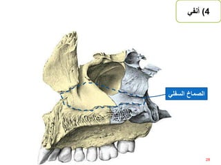 4)‫أنفي‬
‫الصماخ‬‫السفل‬‫ي‬
28‫إعداد‬:‫برادعي‬ ‫عمرو‬ ‫أحمد‬
 