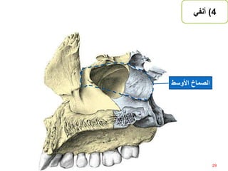4)‫أنفي‬
‫الصماخ‬‫األوسط‬
29‫إعداد‬:‫برادعي‬ ‫عمرو‬ ‫أحمد‬
 