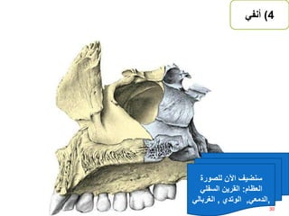 4)‫أنفي‬
30‫إعداد‬:‫برادعي‬ ‫عمرو‬ ‫أحمد‬
‫للصورة‬ ‫اآلن‬ ‫سنضيف‬
‫العظام‬:‫السفلي‬ ‫القرين‬
,‫الدمعي‬,‫الوتدي‬,‫الغربالي‬
 