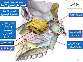‫الفكي‬ ‫الفرجة‬‫ة‬
‫الفكي‬ ‫الفرجة‬‫ة‬
‫الناتئ‬‫الكالبي‬
(‫الخطافي‬
,‫المعكوف‬,
‫المحجني‬,
‫الشصي‬)
‫النتوء‬‫الغربال‬‫ي‬
‫السفل‬ ‫للقرين‬‫ي‬
‫األوسط‬ ‫القرين‬
(‫الوسطى‬ ‫المحارة‬)
‫مسبر‬‫الجيب‬ ‫فتحة‬ ‫في‬
‫الجبهي‬‫على‬‫الصماخ‬‫األوس‬‫ط‬
‫الدمعي‬ ‫العظم‬
4)‫أنفي‬
31
‫الثقبة‬‫الوت‬‫دية‬
‫الحنكية‬
‫إعداد‬:‫برادعي‬ ‫عمرو‬ ‫أحمد‬
 