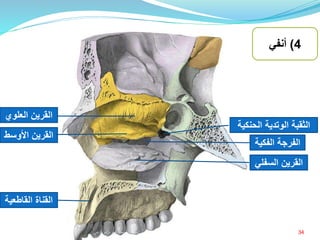 ‫السف‬ ‫القرين‬‫لي‬
‫األوس‬ ‫القرين‬‫ط‬
‫الثقبة‬‫الحنك‬ ‫الوتدية‬‫ية‬
‫العلوي‬ ‫القرين‬
‫القناة‬‫القاطعي‬‫ة‬
‫الفكي‬ ‫الفرجة‬‫ة‬
4)‫أنفي‬
34‫إعداد‬:‫برادعي‬ ‫عمرو‬ ‫أحمد‬
 