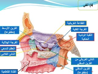 ‫الفكي‬ ‫الفرجة‬‫ة‬
‫الناتئ‬‫الكال‬‫بي‬
‫القناة‬‫القاطعي‬‫ة‬
‫الفقاعة‬‫الغربالي‬‫ة‬
‫الدمعي‬ ‫العظم‬
‫الناتئ‬‫الغربالي‬‫من‬
‫السفلي‬ ‫القرين‬
‫الهاللية‬ ‫الفرجة‬
‫األوسط‬ ‫القرين‬
(‫مقطوعا‬)
‫السفل‬ ‫القرين‬‫ي‬
(‫مقطوعا‬)
‫الثقبة‬‫الوتدي‬‫ة‬
‫الحنكية‬
4)‫أنفي‬
35‫إعداد‬:‫برادعي‬ ‫عمرو‬ ‫أحمد‬
 