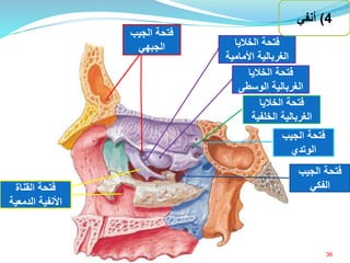 ‫الناتئ‬‫الكال‬‫بي‬
‫الخاليا‬ ‫فتحة‬
‫الغربالية‬‫الخلفي‬‫ة‬
‫الخاليا‬ ‫فتحة‬
‫الغربالية‬‫الوسط‬‫ى‬
‫الخاليا‬ ‫فتحة‬
‫الغربالية‬‫األمامي‬‫ة‬
‫الجيب‬ ‫فتحة‬
‫الوتدي‬
‫الجيب‬ ‫فتحة‬
‫الفكي‬
‫الجيب‬ ‫فتحة‬
‫الجبهي‬
‫القناة‬ ‫فتحة‬
‫الدمعية‬ ‫األنفية‬
4)‫أنفي‬
36‫إعداد‬:‫برادعي‬ ‫عمرو‬ ‫أحمد‬
 