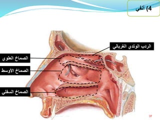 ‫الصماخ‬‫العلوي‬
‫الصماخ‬‫األوسط‬
‫الصماخ‬‫السفل‬‫ي‬
‫الردب‬‫الوتدي‬‫الغربالي‬
4)‫أنفي‬
37‫إعداد‬:‫برادعي‬ ‫عمرو‬ ‫أحمد‬
 