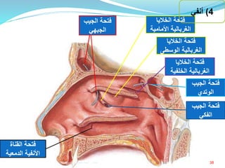 ‫الخاليا‬ ‫فتحة‬
‫الغربالية‬‫الخلفي‬‫ة‬
‫الخاليا‬ ‫فتحة‬
‫الغربالية‬‫الوسط‬‫ى‬
‫الخاليا‬ ‫فتحة‬
‫الغربالية‬‫األمامي‬‫ة‬
‫الجيب‬ ‫فتحة‬
‫الوتدي‬
‫الجيب‬ ‫فتحة‬
‫الفكي‬
‫الجيب‬ ‫فتحة‬
‫الجبهي‬
‫القناة‬ ‫فتحة‬
‫الدمعية‬ ‫األنفية‬
4)‫أنفي‬
38‫إعداد‬:‫برادعي‬ ‫عمرو‬ ‫أحمد‬
 