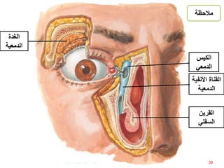 ‫األنف‬ ‫القناة‬‫ية‬
‫الدمعية‬
‫الكيس‬
‫الدمعي‬
‫الغدة‬
‫الدمعية‬
‫القرين‬
‫السفلي‬
39
‫مالحظة‬
‫إعداد‬:‫برادعي‬ ‫عمرو‬ ‫أحمد‬
 