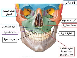‫حدبات‬‫سنخية‬
‫النابية‬ ‫الحفرة‬‫النابية‬ ‫الشامخة‬
‫الحجاج‬ ‫تحت‬ ‫ثقب‬
‫األمامي‬ ‫األنف‬ ‫شوك‬
1)‫أمامي‬
‫السفل‬ ‫الحافة‬‫ية‬
‫للحجاج‬
‫الكمثر‬ ‫الفتحة‬‫ية‬
‫الحفرة‬‫القاطعي‬‫ة‬
(‫العضلة‬ ‫منشأ‬
‫الوتيرة‬ ‫خافضة‬) 4‫إعداد‬:‫برادعي‬ ‫عمرو‬ ‫أحمد‬
 