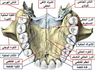 ‫قاطعة‬ ‫قناة‬‫الثقبة‬‫القاطعة‬
‫الدرز‬‫القاطعي‬ ‫العظم‬‫القاطعي‬
‫الدرز‬‫الحنكي‬‫الناصف‬‫األثالم‬‫الحنكية‬
‫الحنكي‬ ‫األشواك‬‫ة‬
‫الحنك‬ ‫النتوء‬‫ي‬
‫النتوء‬‫الوجني‬
‫الدرز‬‫الحنكي‬
‫المستعرض‬
‫الهرمي‬ ‫الناتئ‬ ‫الجناحي‬ ‫الناتئ‬
‫للوتدي‬
‫الثقبة‬‫الحن‬‫كية‬
‫الكبيرة‬
‫األنفي‬ ‫الشوك‬
‫الخلفي‬
‫األثالم‬‫الحنكية‬
‫الحنكي‬ ‫األشواك‬‫ة‬
40‫إعداد‬:‫برادعي‬ ‫عمرو‬ ‫أحمد‬
 