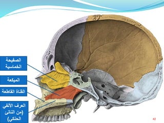‫األنفي‬ ‫العرف‬
(‫الناتئ‬ ‫من‬
‫الحنكي‬)
‫القاطع‬ ‫القناة‬‫ة‬
‫الميكعة‬
‫الصفيحة‬
‫الخماسية‬
42‫إعداد‬:‫برادعي‬ ‫عمرو‬ ‫أحمد‬
 