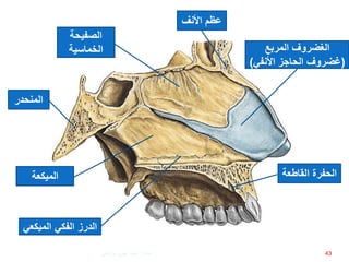 ‫الدرز‬‫الفكي‬‫الميك‬‫عي‬
‫القاطع‬ ‫الحفرة‬‫ة‬‫الميكعة‬
‫الصفيحة‬
‫الخماسية‬
‫المنحدر‬
‫المربع‬ ‫الغضروف‬
(‫األنفي‬ ‫الحاجز‬ ‫غضروف‬)
‫األنف‬ ‫عظم‬
43‫إعداد‬:‫برادعي‬ ‫عمرو‬ ‫أحمد‬
 