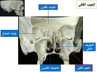 ‫الفك‬ ‫الجيب‬‫ي‬
‫الفكي‬ ‫الجيب‬
‫الحجاج‬ ‫جوف‬
‫الفموي‬ ‫التجويف‬
‫التجويف‬
‫األنفي‬
‫الجوف‬‫القفوي‬
45‫إعداد‬:‫برادعي‬ ‫عمرو‬ ‫أحمد‬
 