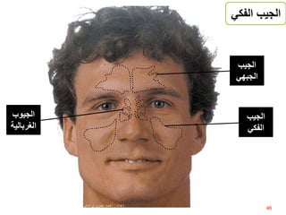 ‫الفك‬ ‫الجيب‬‫ي‬
‫الجيب‬
‫الفكي‬
‫الجيب‬
‫الجبهي‬
‫الجيوب‬
‫الغربالي‬‫ة‬
46
‫إعداد‬:‫برادعي‬ ‫عمرو‬ ‫أحمد‬
 