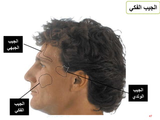 ‫الفك‬ ‫الجيب‬‫ي‬
‫الجيب‬
‫الفكي‬
‫الجيب‬
‫الوتدي‬
‫الجيب‬
‫الجبهي‬
47‫إعداد‬:‫برادعي‬ ‫عمرو‬ ‫أحمد‬
 