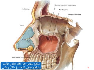 ‫األي‬ ‫العلوي‬ ‫الفك‬ ‫عبر‬ ‫سهمي‬ ‫مقطع‬‫سر‬
(‫للناصف‬ ‫مجاور‬ ‫مقطع‬)‫وحشي‬ ‫منظر‬ 48‫إعداد‬:‫برادعي‬ ‫عمرو‬ ‫أحمد‬
 