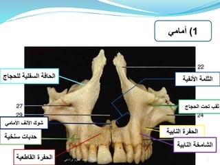 By: Ahmad Amro Baradee
‫حدبات‬‫سنخية‬
‫الحفرة‬‫القاطعي‬‫ة‬
‫النابية‬ ‫الحفرة‬
‫النابي‬ ‫الشامخة‬‫ة‬
‫الحجاج‬ ‫تحت‬ ‫ثقب‬
‫الثلمة‬‫األنفية‬
‫األمامي‬ ‫األنف‬ ‫شوك‬
1)‫أمامي‬
‫للح‬ ‫السفلية‬ ‫الحافة‬‫جاج‬
5‫إعداد‬:‫برادعي‬ ‫عمرو‬ ‫أحمد‬
 