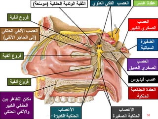 ‫العصب‬
‫الكبي‬ ‫الصخري‬‫ر‬
‫العصب‬
‫العميق‬ ‫الصخري‬
‫عصب‬‫فيديوس‬
‫عقدة‬‫غاسر‬‫العل‬ ‫الفكي‬ ‫العصب‬‫وي‬‫الثقبة‬‫الحنكية‬ ‫الوتدية‬(‫موس‬‫عة‬)
‫الجناحي‬ ‫العقدة‬‫ة‬
‫الحنكية‬
‫األعصاب‬
‫الصغي‬ ‫الحنكية‬‫رة‬
‫األعصاب‬
‫الكبي‬ ‫الحنكية‬‫رة‬
‫أنفي‬ ‫فروع‬‫ة‬
‫أنفي‬ ‫فروع‬‫ة‬
‫الحن‬ ‫األنفي‬ ‫العصب‬‫كي‬
(‫األنفي‬ ‫الحاجز‬ ‫إلى‬)
‫أنفي‬ ‫فروع‬‫ة‬
‫مكان‬‫التفاغر‬‫بي‬‫ن‬
‫الكبير‬ ‫الحنكي‬
‫الحنكي‬ ‫واألنفي‬
‫الضفيرة‬
‫السباتية‬
53‫إعداد‬:‫برادعي‬ ‫عمرو‬ ‫أحمد‬
 