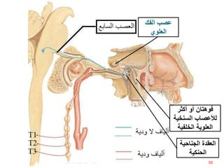 ‫الفك‬ ‫عصب‬
‫العلوي‬
‫الجناحي‬ ‫العقدة‬‫ة‬
‫الحنكية‬
‫أكثر‬ ‫أو‬ ‫فوهتان‬
‫لألعصاب‬‫السنخي‬‫ة‬
‫الخلفية‬ ‫العلوية‬
55‫إعداد‬:‫برادعي‬ ‫عمرو‬ ‫أحمد‬
 