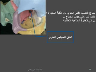 ‫من‬ ‫العلوي‬ ‫الفكي‬ ‫العصب‬ ‫يخرج‬‫الثقبة‬‫المدو‬‫رة‬:
‫الحجاج‬ ‫جوف‬ ‫إلى‬ ‫ليس‬ ‫ولكن‬..
‫الحنكية‬ ‫الجناحية‬ ‫الحفرة‬ ‫إلى‬ ‫بل‬
‫الشق‬‫الحجاجي‬‫العلوي‬
56‫إعداد‬:‫برادعي‬ ‫عمرو‬ ‫أحمد‬
 